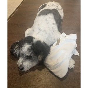 J CREW Womens Tie Front T-Shirt Size 00 White Long Sleeve Button Up Cotton NWT